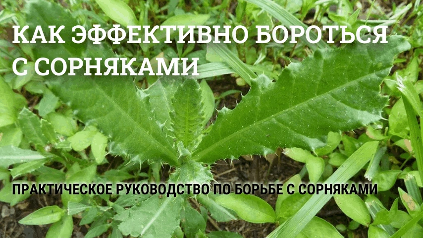 Как эффективно бороться с сорняками Как эффективно бороться с сорняками